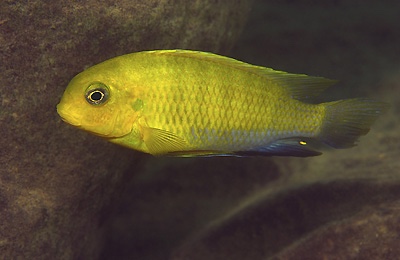 Tropheops sp. 'mauve yellow' Pombo Rocks